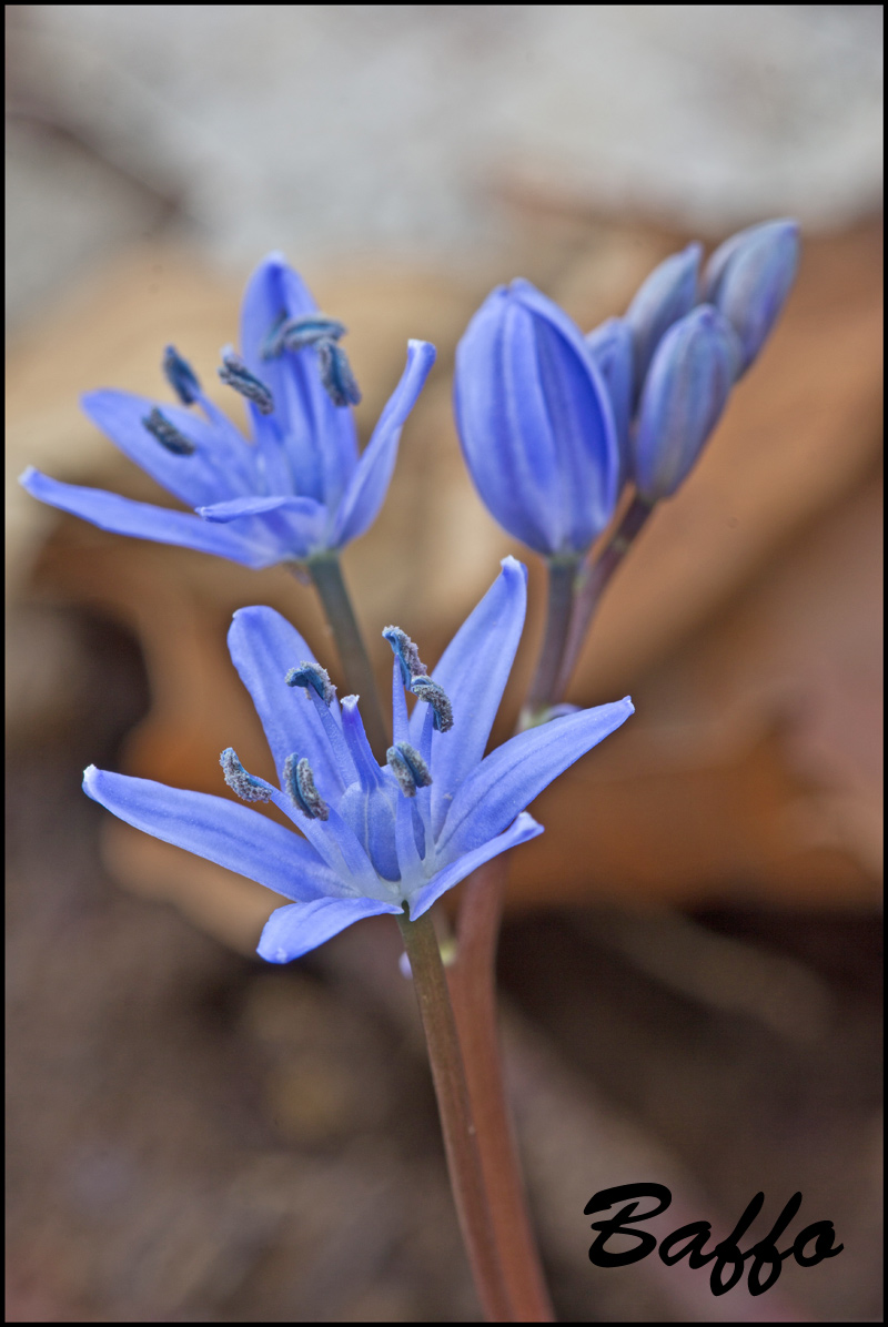 Scilla bifolia